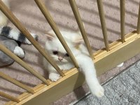 Maviş gözlü british shorthair kızlarım
