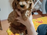 A KALİTE MALTİPOO KÖPEKLER
