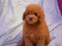 MALTİPOO YİNE ÇOK İDDİALIYIZ