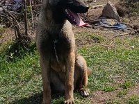 5 Aylık Dişi Belçika Kurdu Bebek
