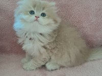 British longhair golden cy12 erkek