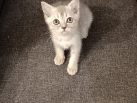 3 Ayri Anneden Brıtısh shorthair
