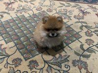 2 aylık dişi yavru pomeranian