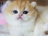 Yuvarlak Hatlı Safkan Golden British Shorthair 