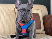 Top kalite Blue french bulldog