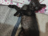 Kedimiz Junior için yuva