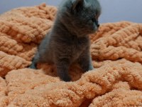 British Shorthair Yavrularımız