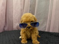 Teacup Maltipoo 