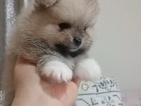 Pomeranian boo erkek bebeğim