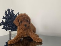 saglık ve ırk garantili poodle bebekler