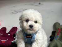 MALTESE TERRİER YAVRULARI