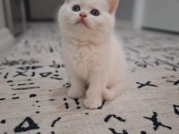 British shorthair yavru kedilerimiz