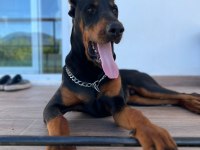 Von dadashov ACHILL in torunu doberman