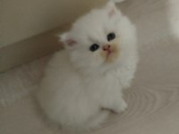 Yeni yılın british longhair bebekleri