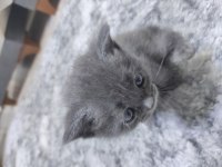 Cins kedimiz british shorthair