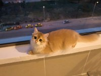 British Longhair Kedisi