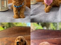 DİŞİ TOY POODLE BEBEKLER