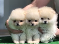 2 aylık üst kalite erkek Pomeranian boo yavrular