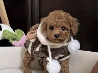TOY POODLE YAVRUSU