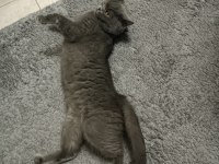 3 yaşında dişi british shorthair sevecen sıcak kanlı