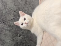 Evin huzuru beyaz prenses kediler