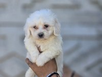 Nadir güzellikte maltese terrier yavrular