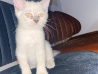 British shorthair yavrular