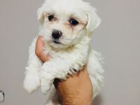 Güzel Mi Güzel Maltipoo