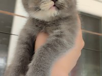 British shorthair miniğime yuva arıyorum