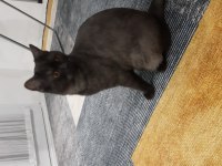 Mardin içi british shorthair