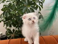 A kalite kedilerimiz değerli yuvalarını arıyor