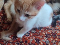 2 aylık çok şirin yavru ev kedileri