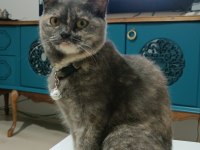 British Shorthair 3 Yaşında