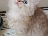 British longhair kedisi