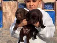 Labrador çikolata siyah yavrular hazırda