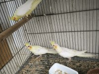 Yeni yeme düşmüş bebek kediler