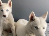 6 aylık erkek husky