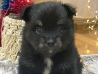 Pomeranian yavrularımıza yeni yuva arıyoruz