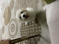 Maltipoo dişi 3 aylık