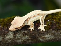 Super Kalite Crested Geckolarımız