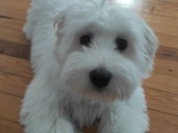 Maltese terrier 6 aylık