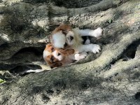 Anne altından cavalier king charles