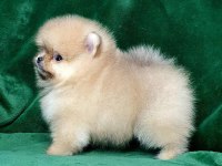 TEDDY BEAR BOO YAVRULAR TAKSİTLE HERYERE GÖNDERİLİR