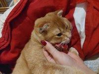 7 aylık aşıları tam erkek british shorthair kedimiz