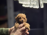 TEACUP POODLE YAVRULARIMIZ YENİ YUVASINA HAZIR