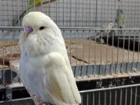 Konuşturmalık renk güzeli Show Jumbo muhabbet kuşu yavrular