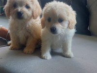 Sevimli pati maltipoo