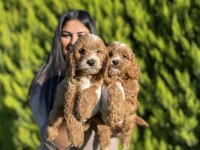 Safkan maltipoo yavrularım
