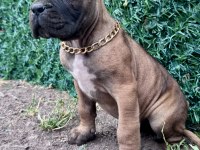 60 Günlük Cane Corso Yavrular