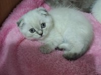Scottish Fold Yavru Kedimiz İçin Ulaşınız
